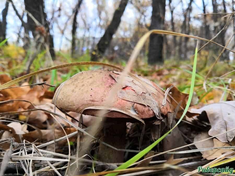 Сбор грибов отдых на Дону Волгоградская область