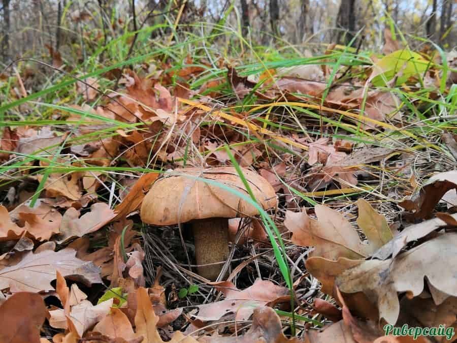 Сбор грибов отдых на Дону Волгоградская область